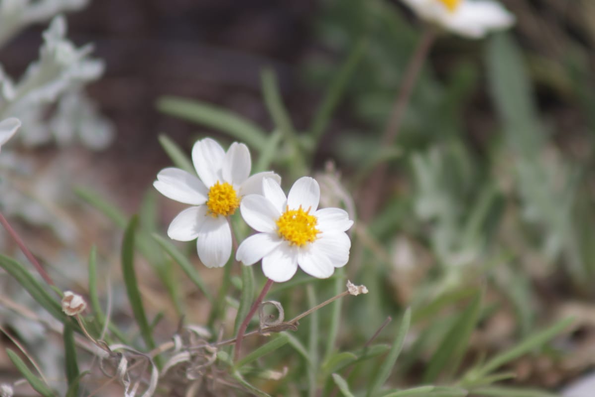 Spring: Creation and Humility