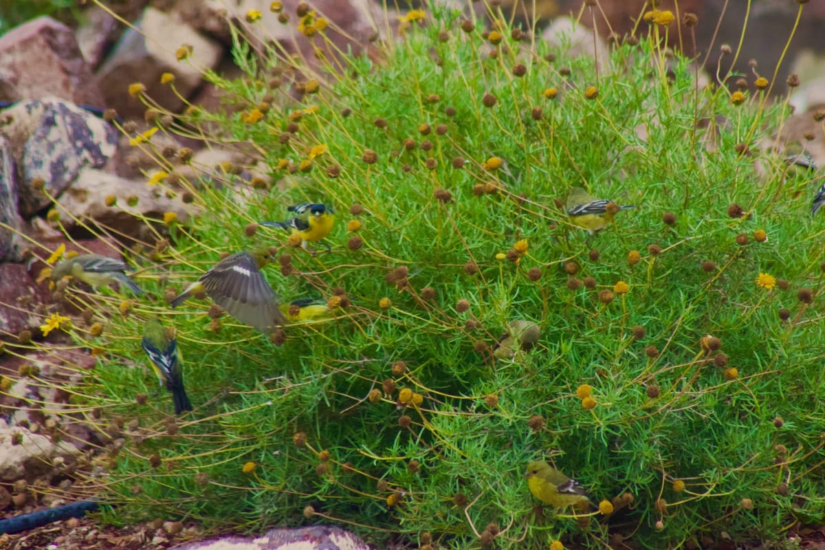 Goldeneye, Goldfinches and chocolate daisies