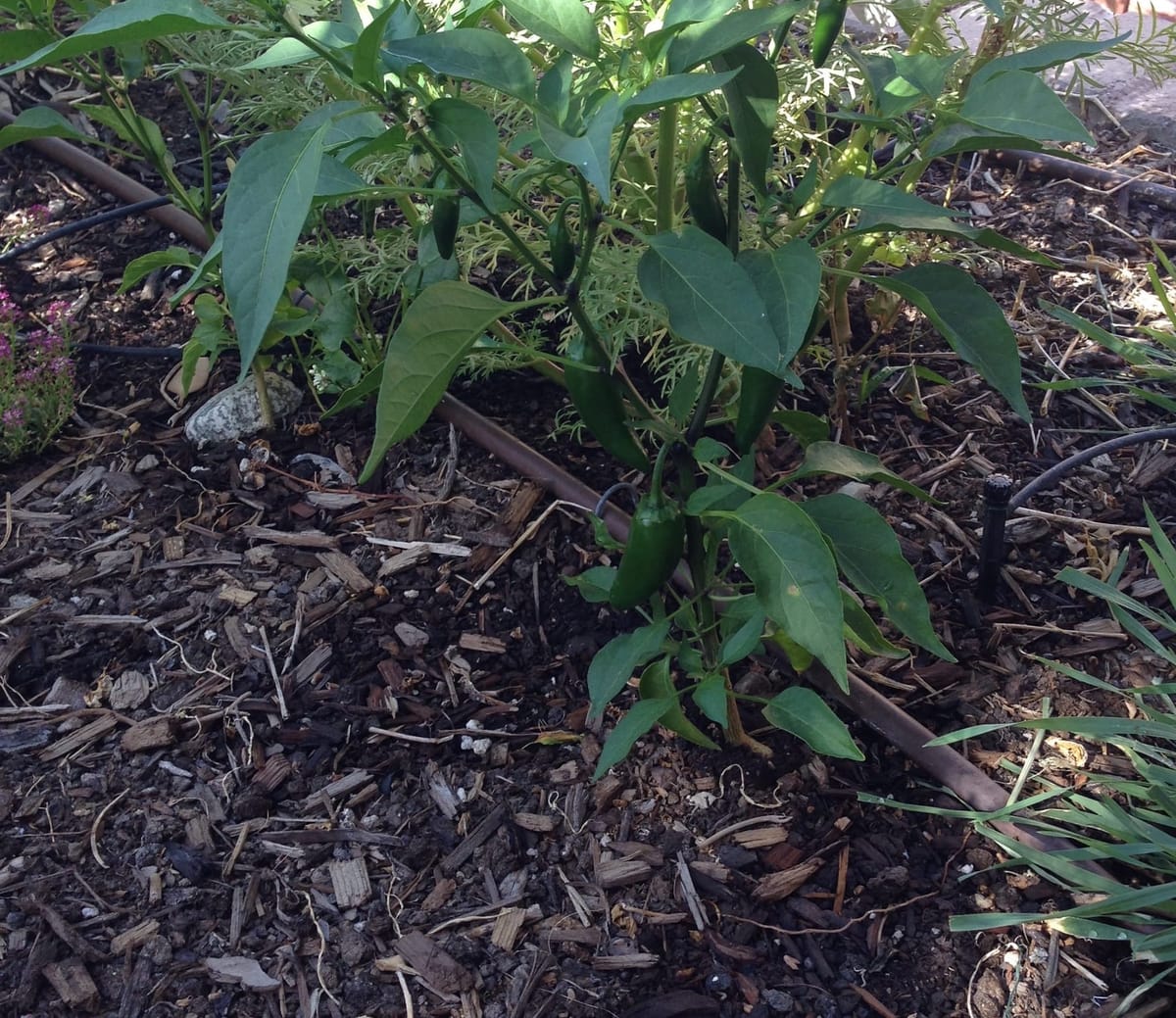 Healthy Soil Ecosystem