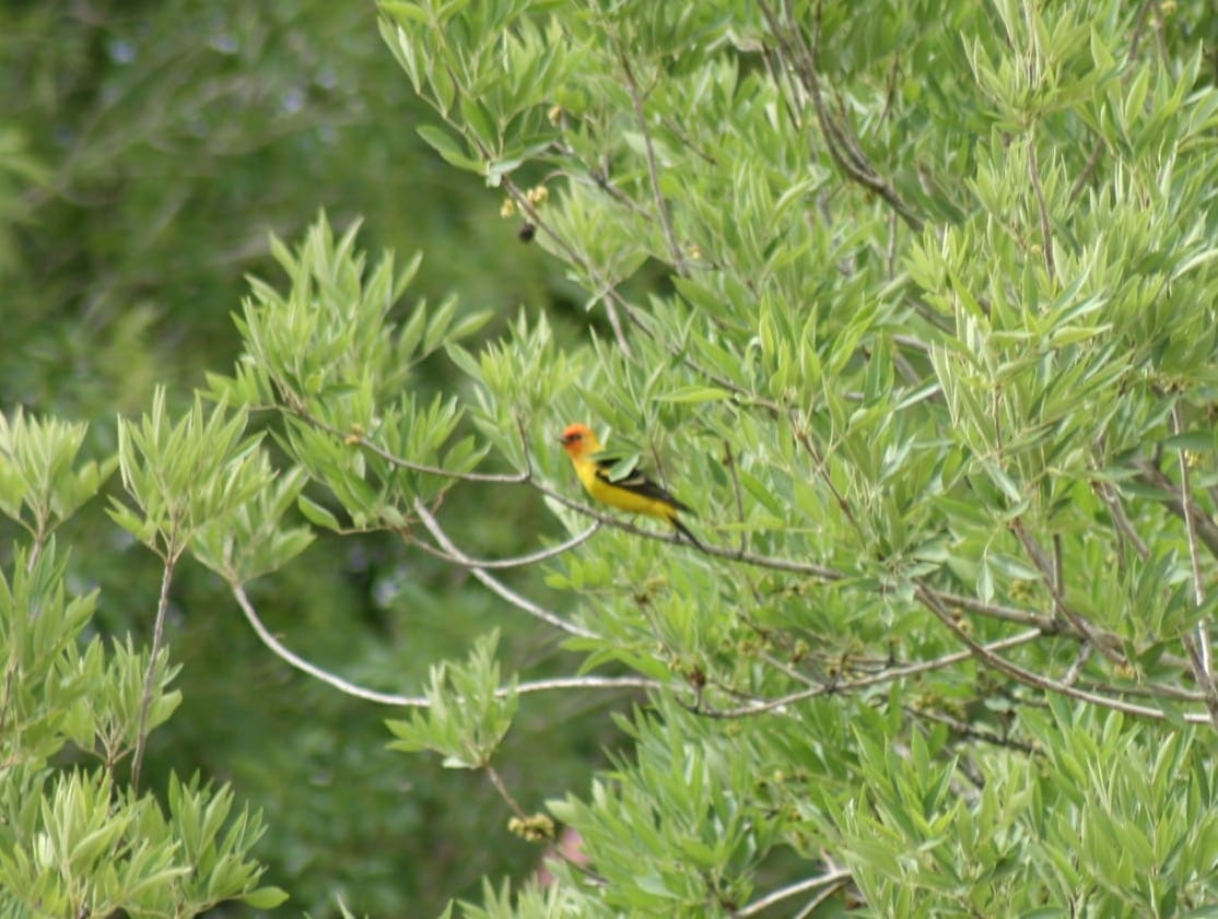 Spring Bird Migration