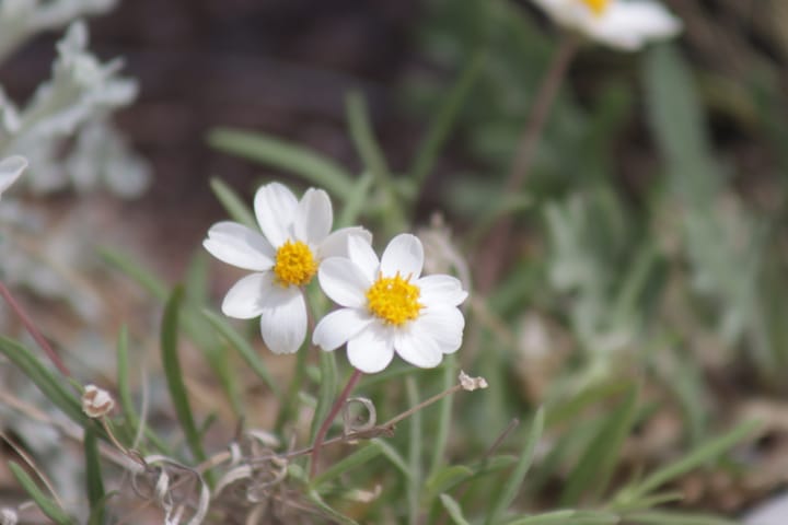 Spring: Creation and Humility