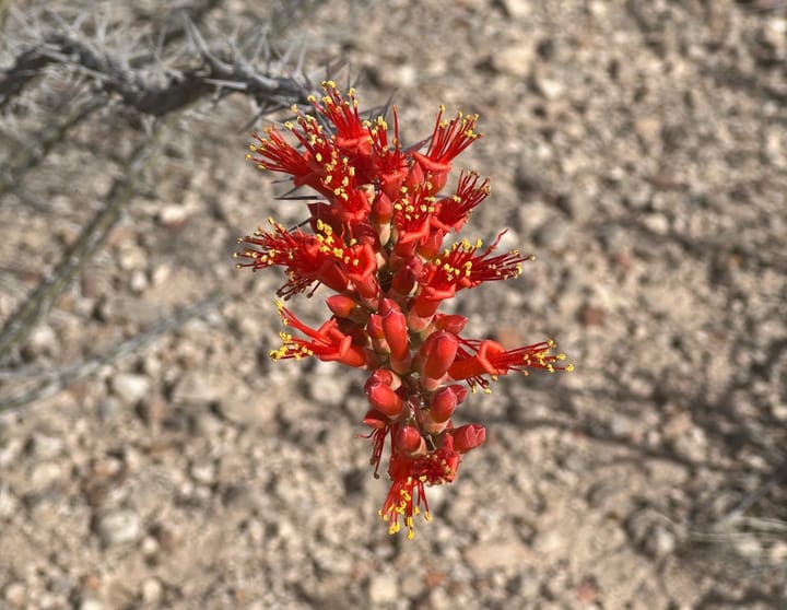 Ocotillos and their lights