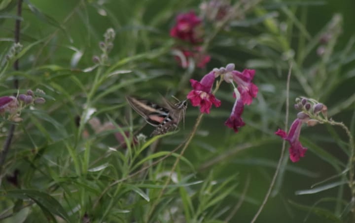 Hummingbird Moth