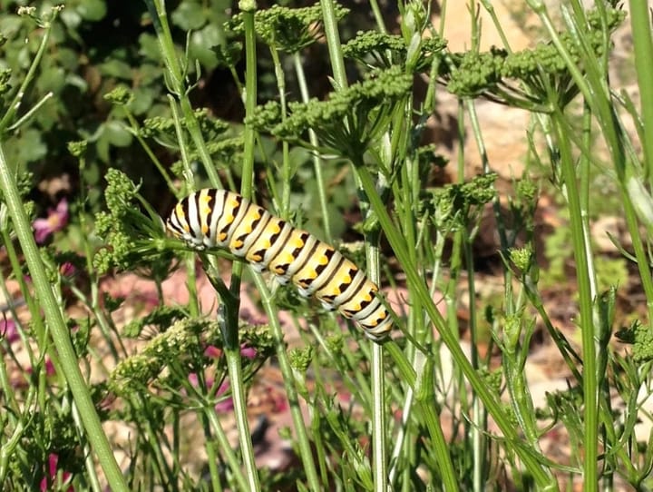 Creating a Healthy Garden Ecosystem & Dealing with Pests